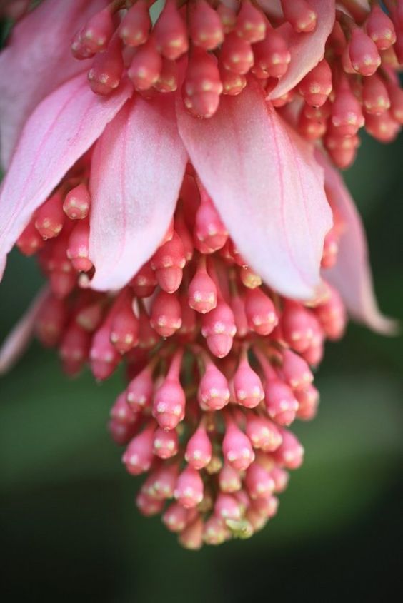 🌺Medinilla Magnifica Flower Seeds