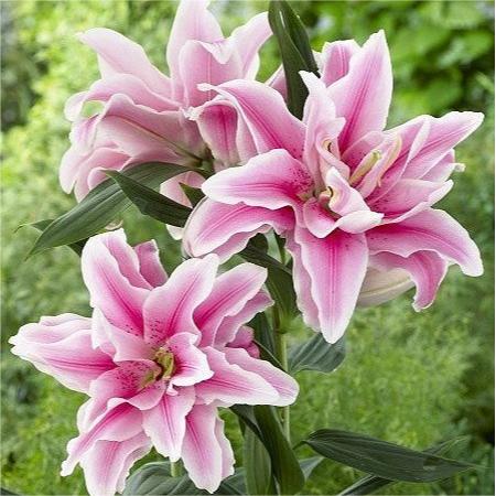 Oriental Perfume Lily Bulbs