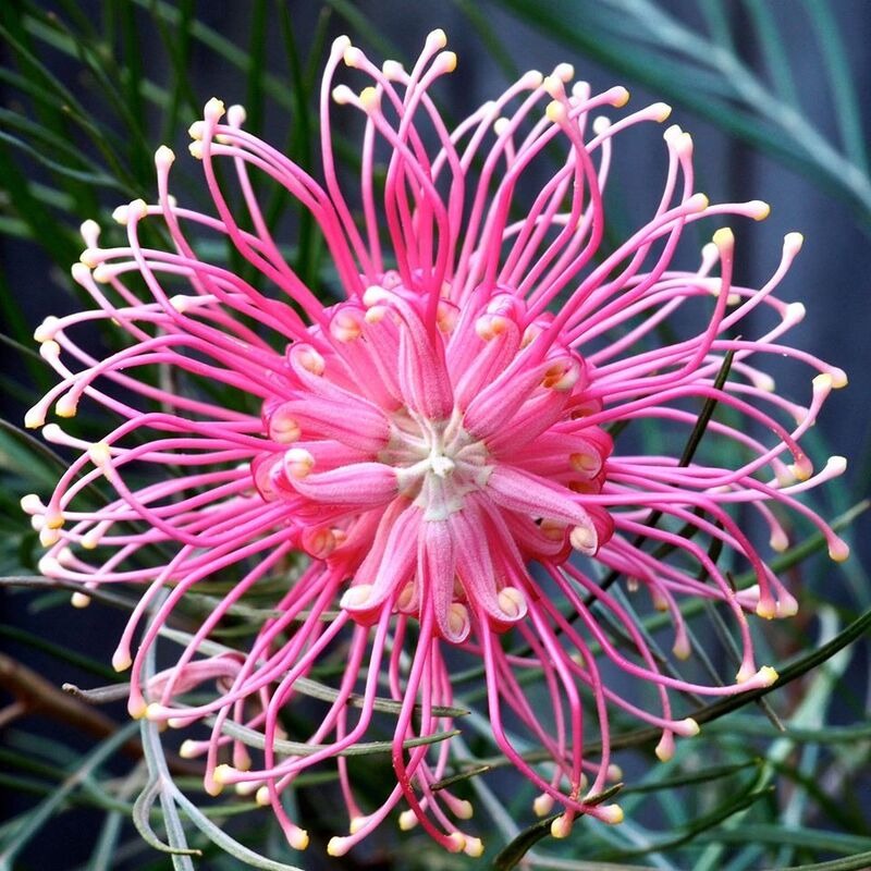 Pink Spider Flower - Grevillea sp. - Rare 'Plant' Seeds