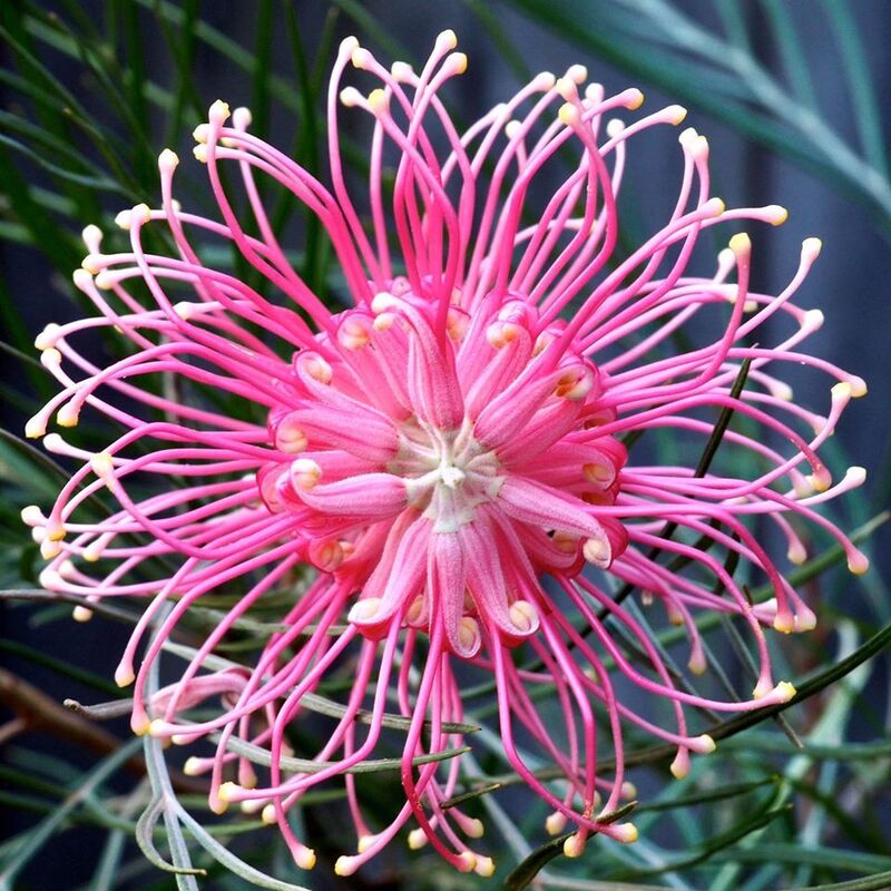 Beautiful Spider Flower Seeds - Grevillea sp.