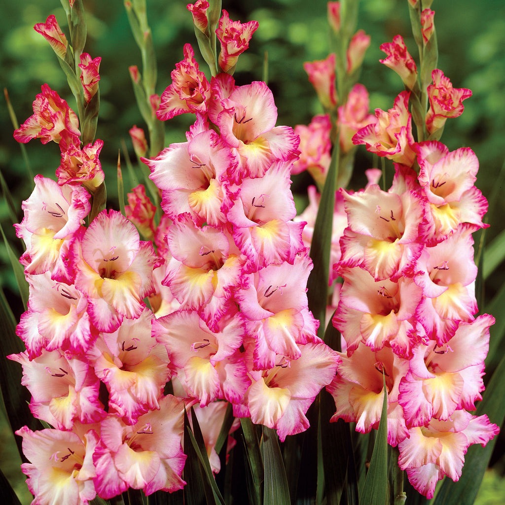 Gladiolus Mix Flower Bulbs