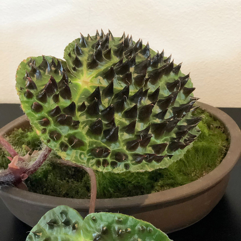 Begonia ferox (Begonia species)