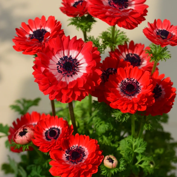 🌸 Double Anemone Seeds — Add Resilient Elegance to Your Garden!