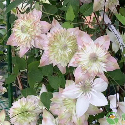Climbing Clematis Seeds
