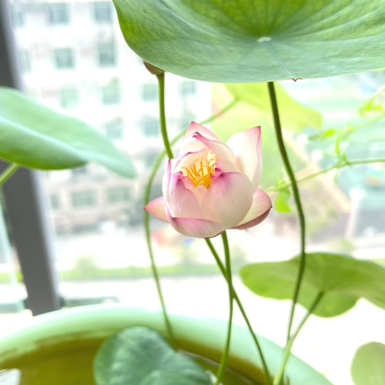 Sacred Bonsai Lotus Flower Seeds