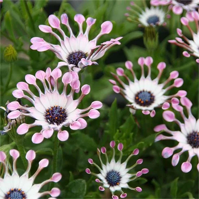 🌿 Rare Blue Daisy Plants – Stunning, Easy-to-Grow, and Long-Blooming! 💙🌼