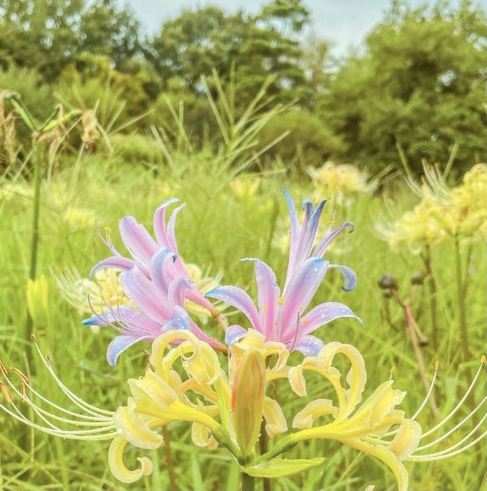 Rare Spider Lily Bulbs  2/5 pcs-chloriseeds