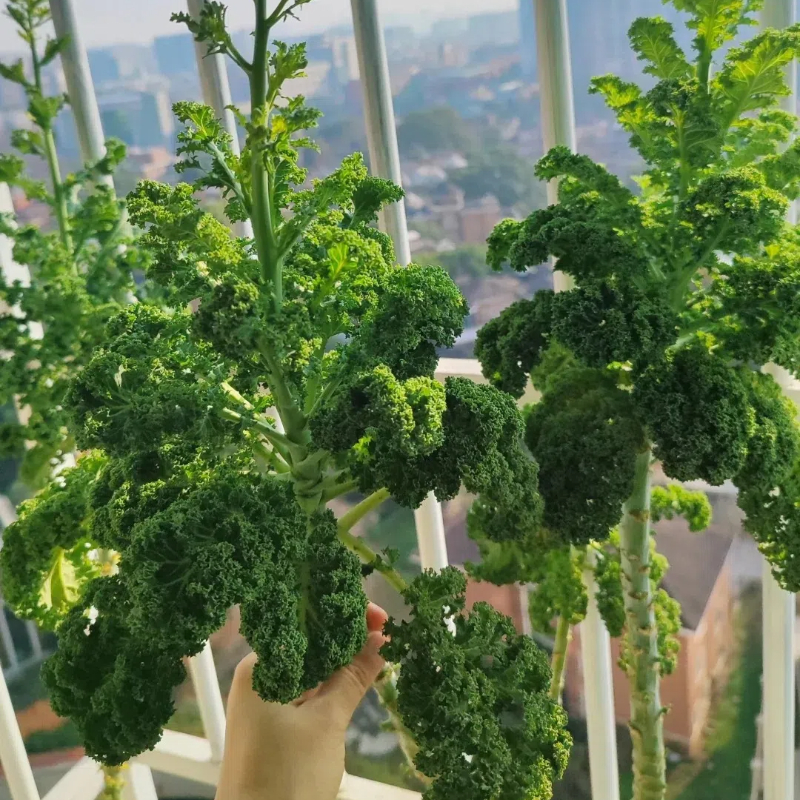 Kale Seeds