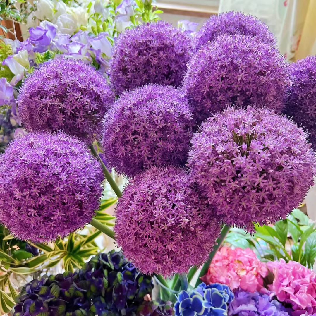 Garden Outdoor Giant Allium Giganteum Beautiful Flower Seeds Bonsai Plant Seeds