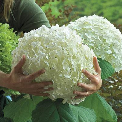 💙100 Pcs Hydrangea Seed Bonsai Flower Seeds ☀️Hydrangea Perennial Garden Home