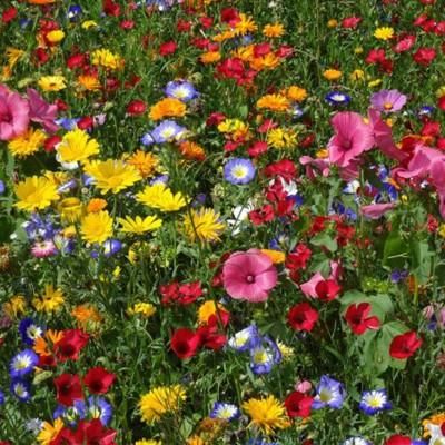Mixed Perennial Flowers Seeds-Over 50 kinds mixed
