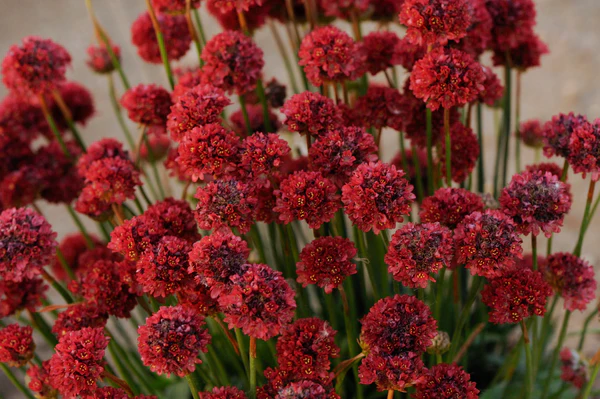 Armeria Pseudarmeria Ballerina Red