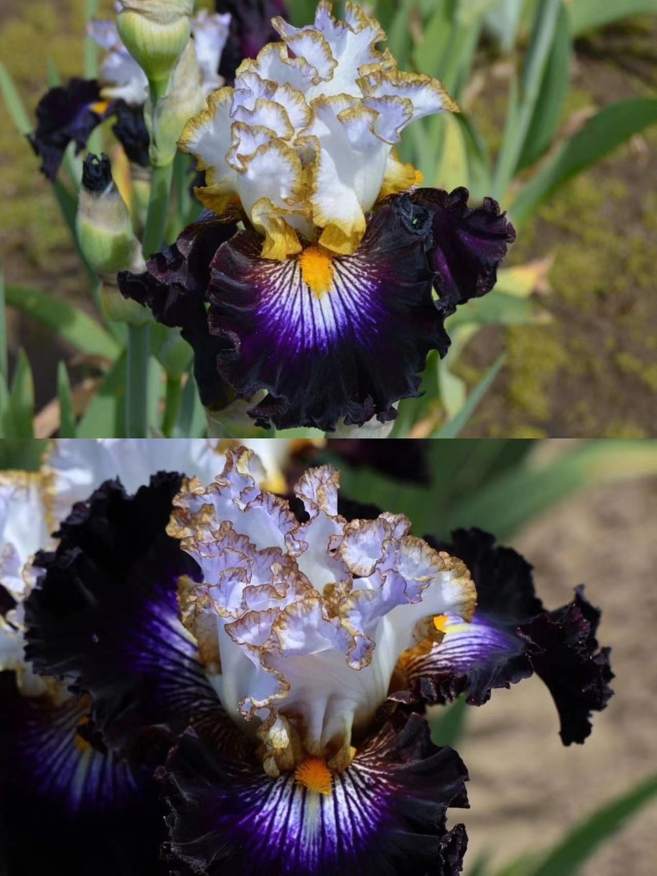 Rare Iris - Reckless Child-chloriseeds