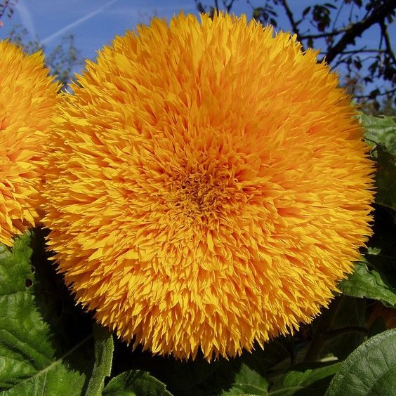 Sunflower Seeds, Heirloom And Non-GMO Seeds For Outdoor Garden