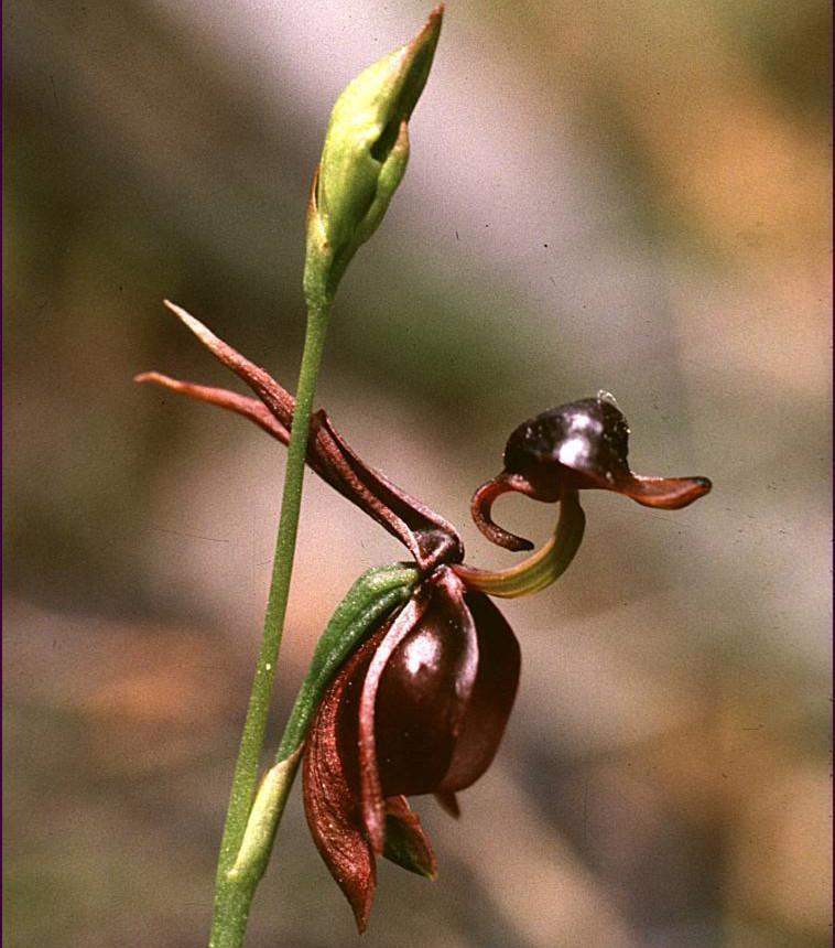 Flying Duck Orchid-Rare flower seed