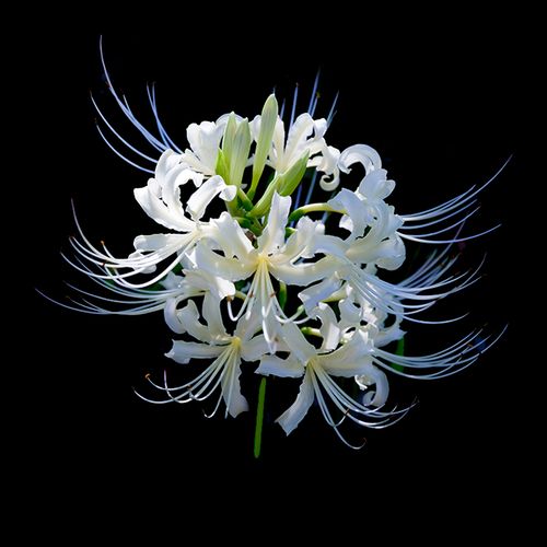 Rare Mandarava Bulbs  2/5 pcs