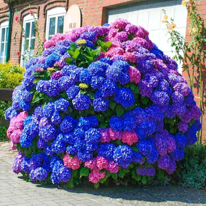 20 pcs/Pack Hydrangea Seed Bonsai Flower Seeds Hydrangea Perennial Garden Home