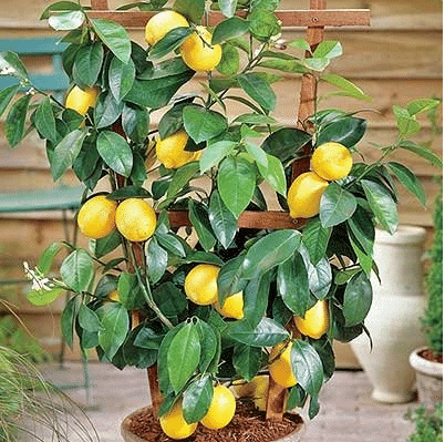 9 PCS VERY RARE LEMON SEEDS
