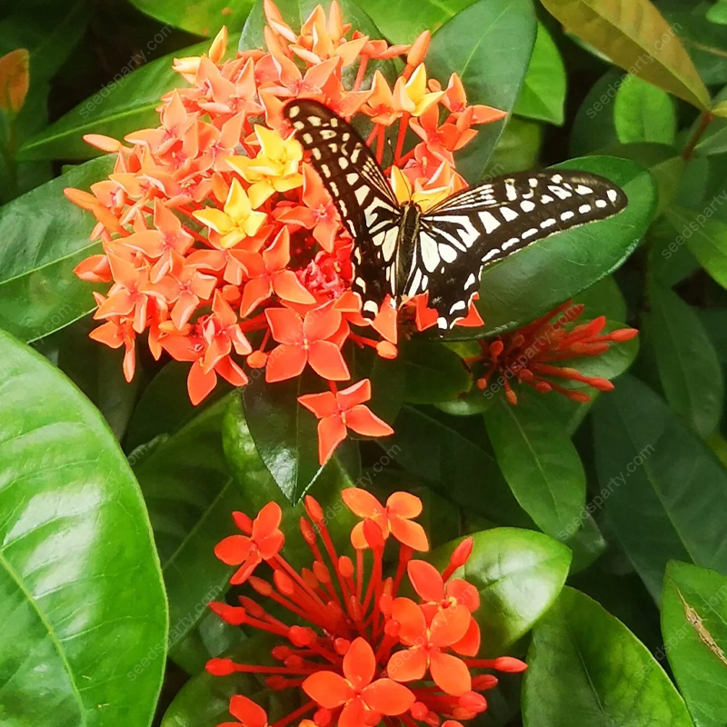 ✨Rich Colors Ixora Seed 🪴Blooms all year round