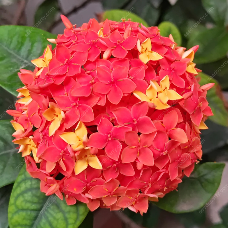 ✨Rich Colors Ixora Seed 🪴Blooms all year round