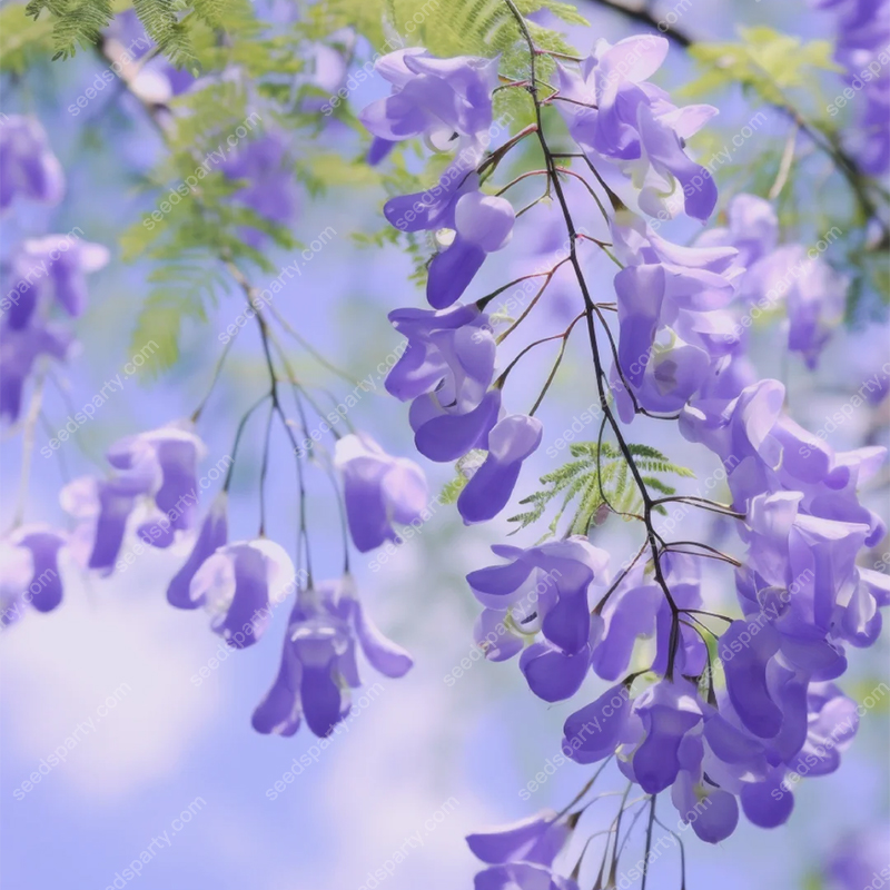 💐Stunning Flowers Blue Jacaranda Seed🌱Long Flowering Period 