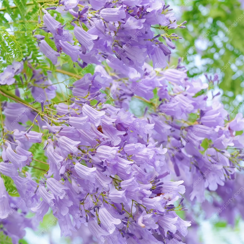💐Stunning Flowers Blue Jacaranda Seed🌱Long Flowering Period 