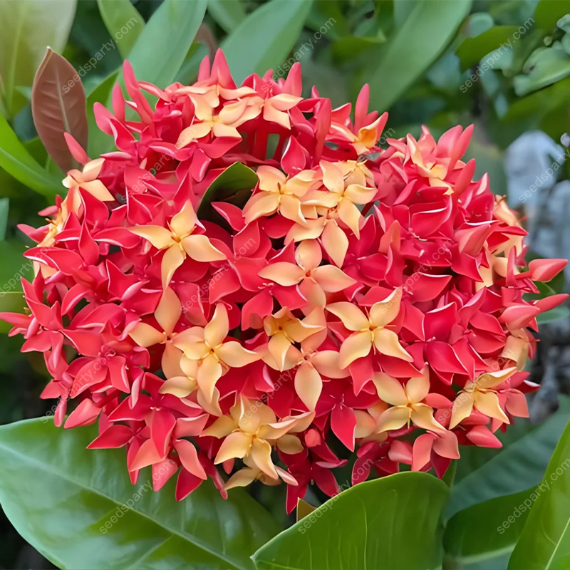 ✨Rich Colors Ixora Seed 🪴Blooms all year round