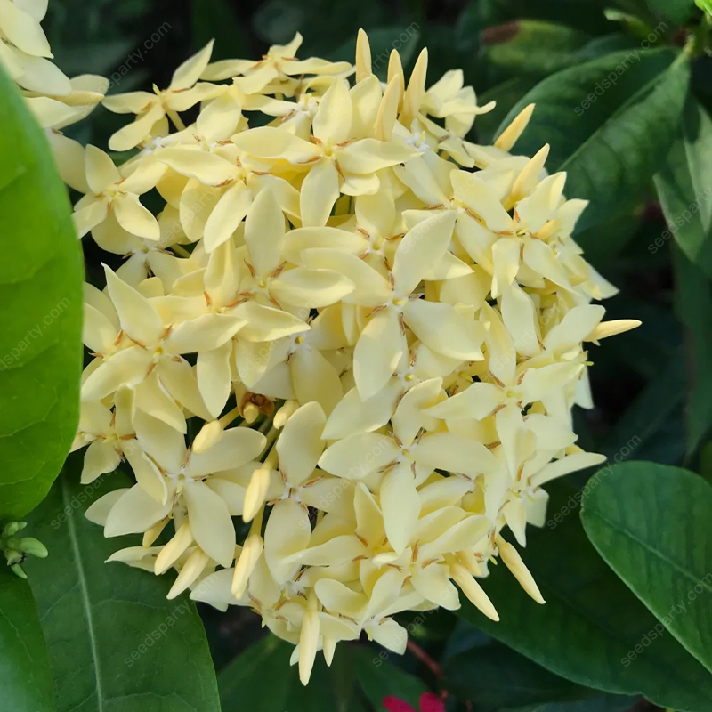 ✨Rich Colors Ixora Seed 🪴Blooms all year round