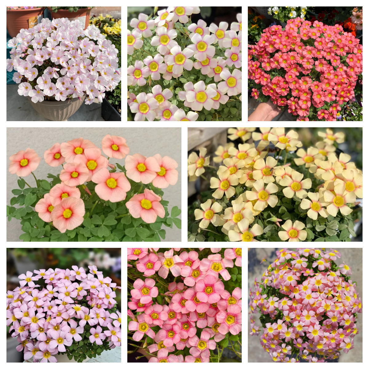 Rare Oxalis Glabra 100 Seeds