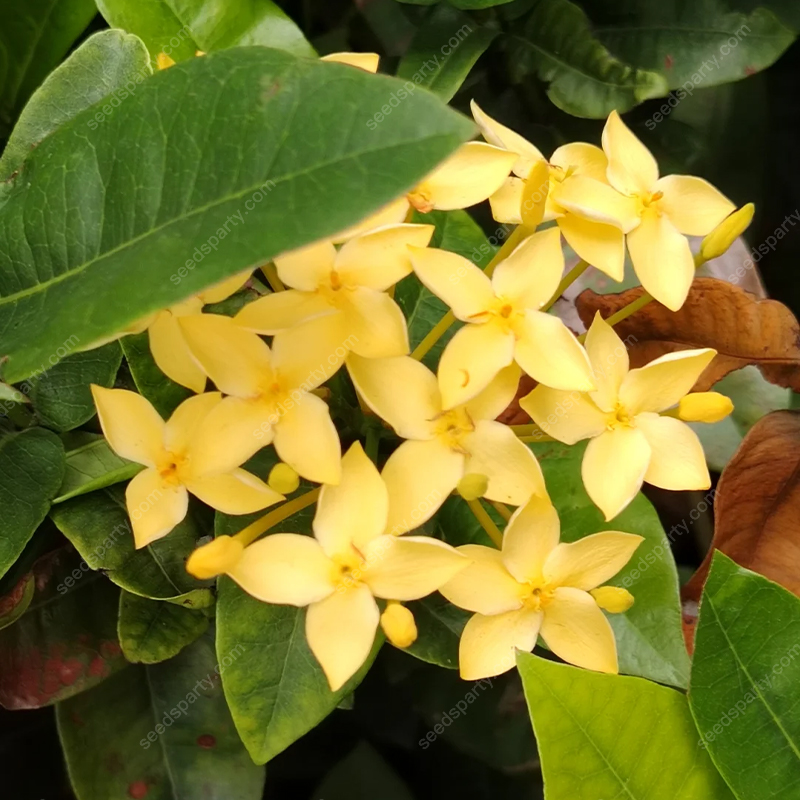 ✨Rich Colors Ixora Seed 🪴Blooms all year round