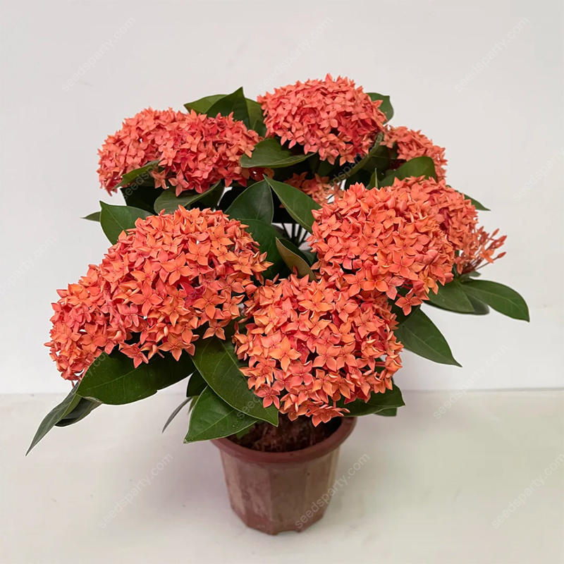✨Rich Colors Ixora Seed 🪴Blooms all year round