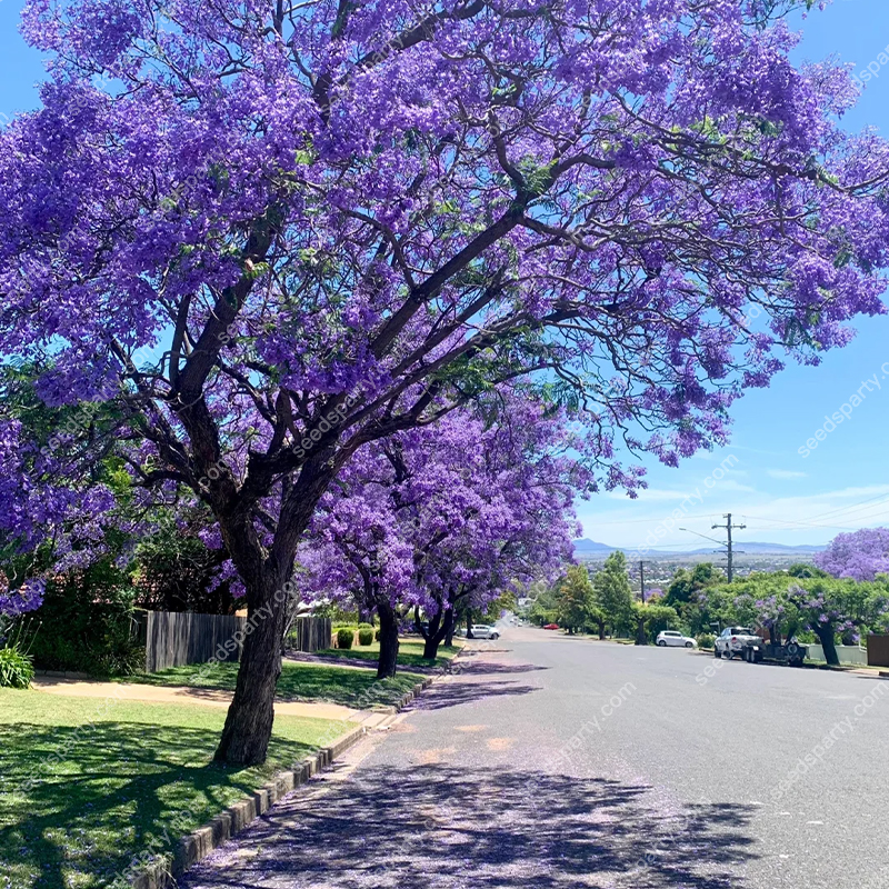 💐Stunning Flowers Blue Jacaranda Seed🌱Long Flowering Period 