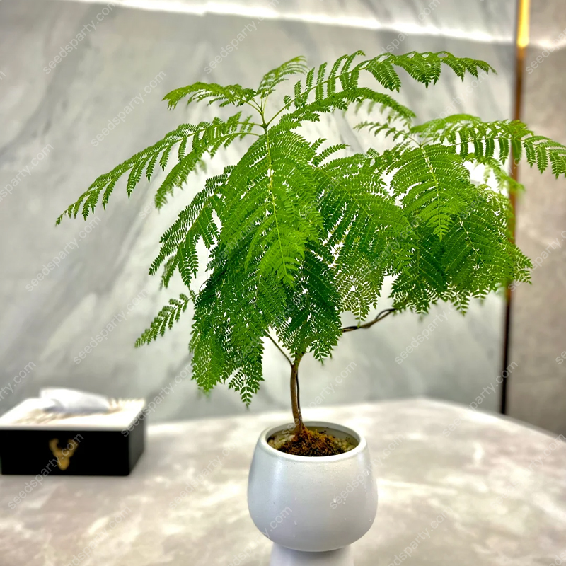 💐Stunning Flowers Blue Jacaranda Seed🌱Long Flowering Period 