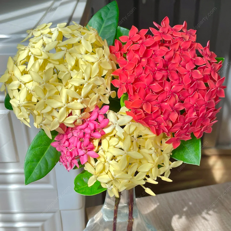 ✨Rich Colors Ixora Seed 🪴Blooms all year round