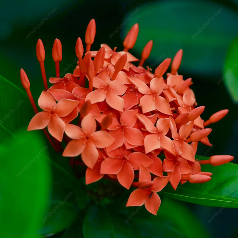 ✨Rich Colors Ixora Seed 🪴Blooms all year round