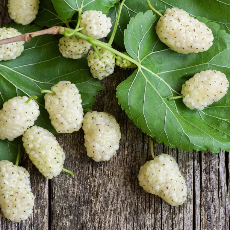 🍇 Long Mulberry Seeds – Sweet, Juicy, and Abundant Harvests!