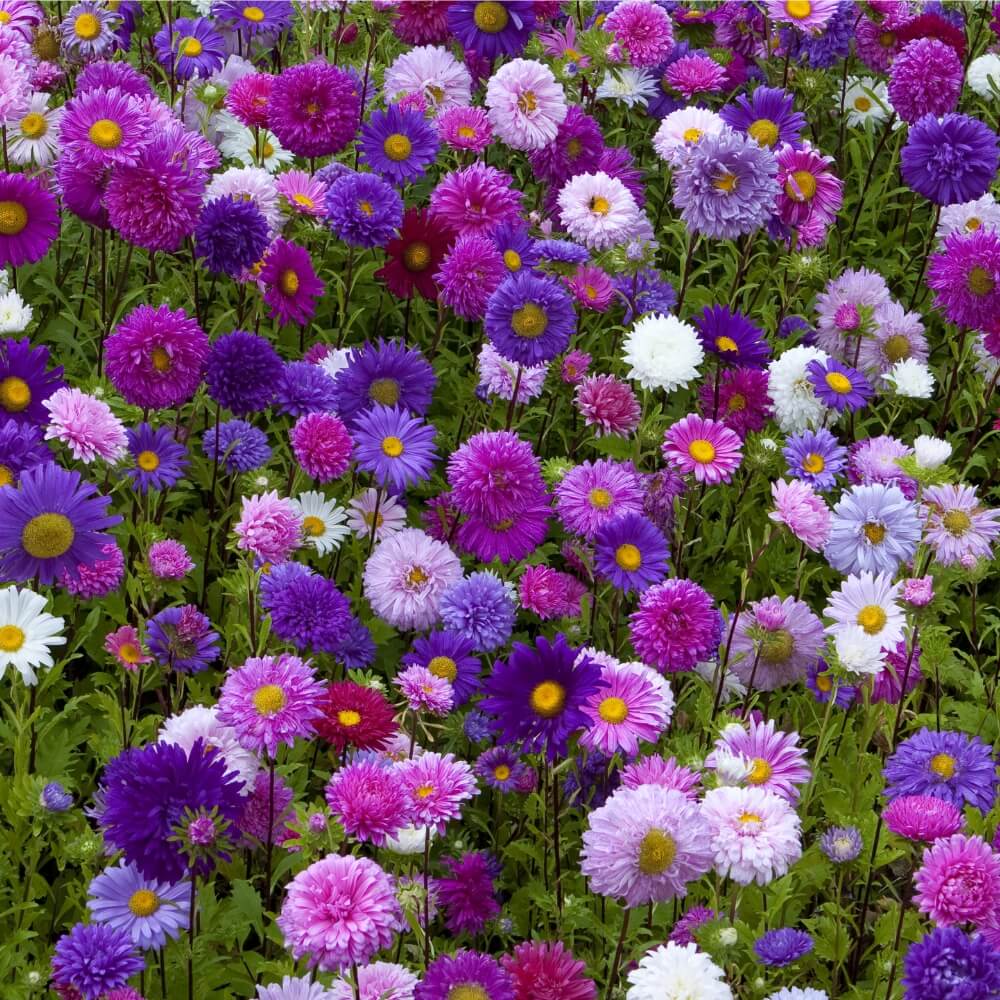 Perennial Mixed Color Candy Chrysanthemum Seeds