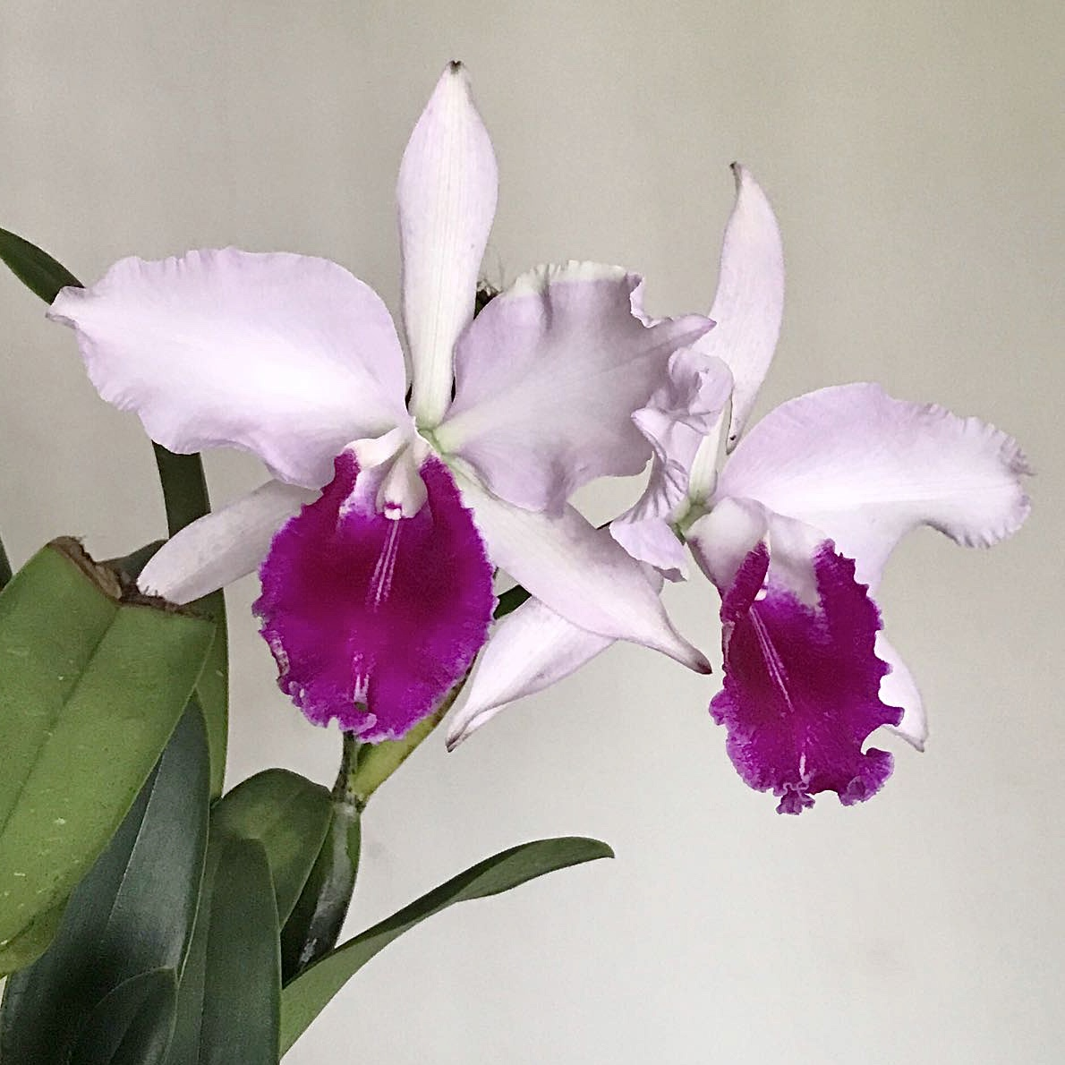 Orchids Cattleya Flower Seeds Rare 9 Kinds Home Plant Perennial Bonsai-chloriseeds