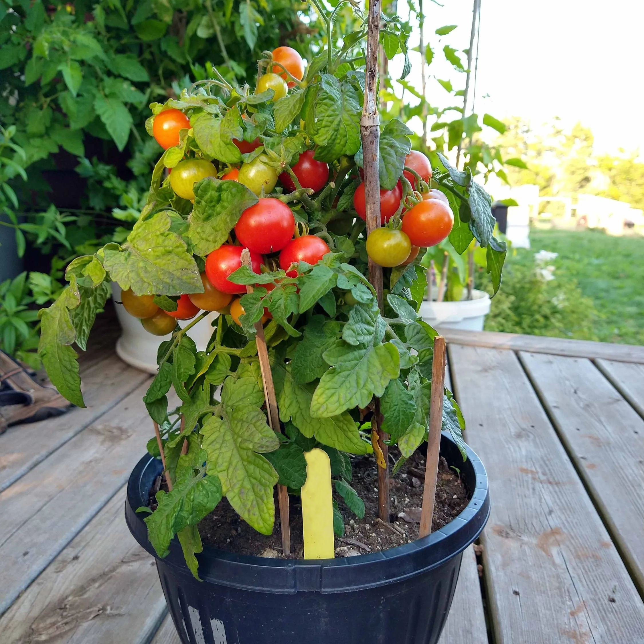 Cherry Tomatoes Seeds
