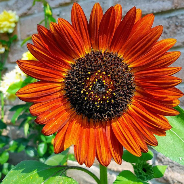 Earthwalker Sunflower  Sunflower Seeds - Earthwalker-chloriseeds