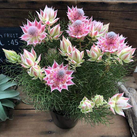 🌸Blushing Bride: A Reflection of Elegance and Romance-chloriseeds