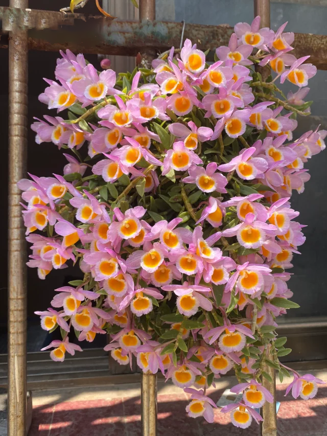 Rare Dendrobium Orchid Seeds-chloriseeds