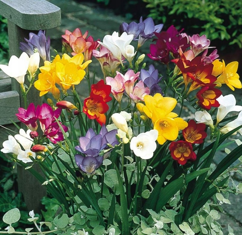 Vanilla Orchid-Freesia refracta