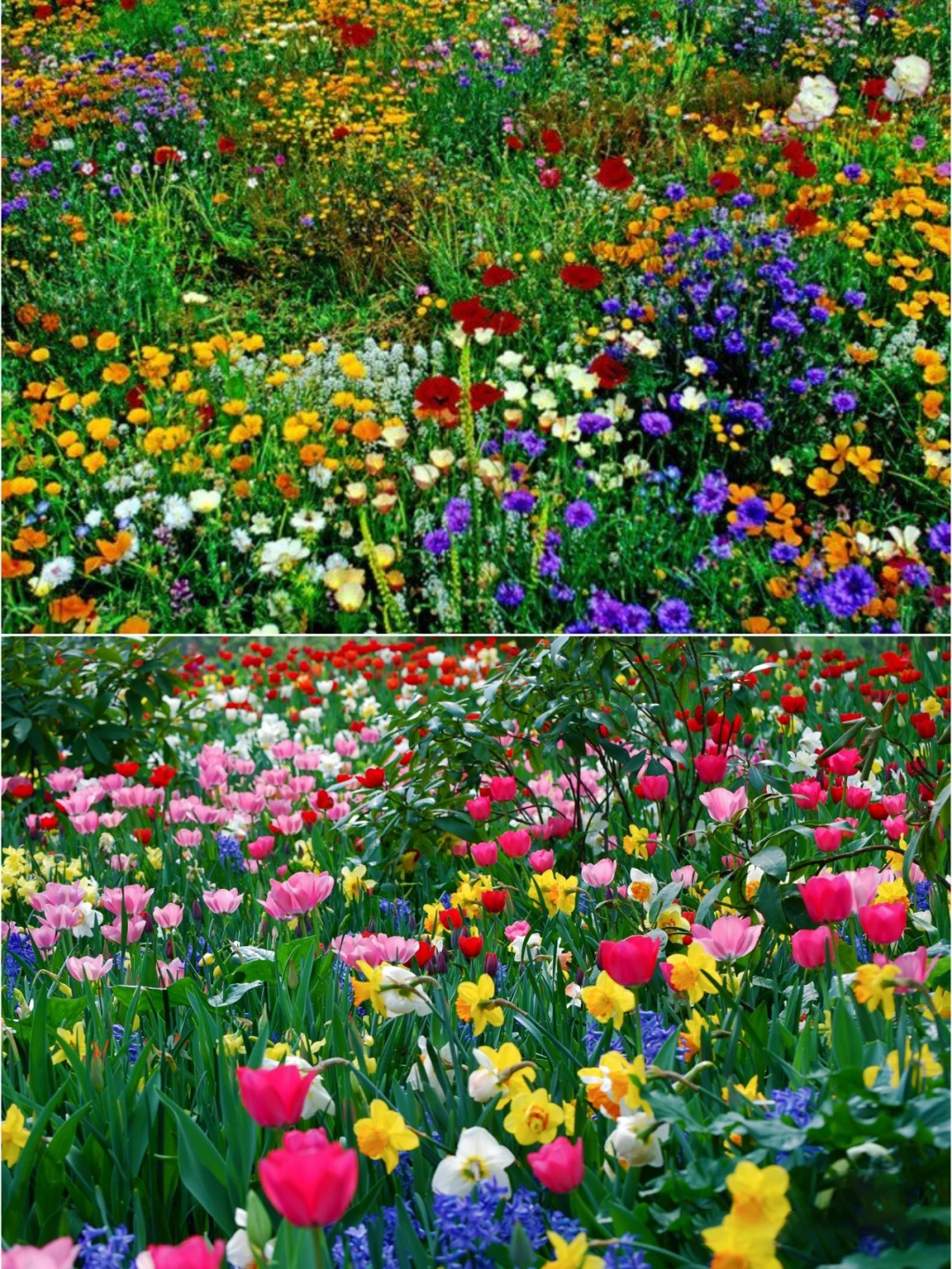 Mixed Perennial Flower Seeds – Over 60 Mixed Varieties