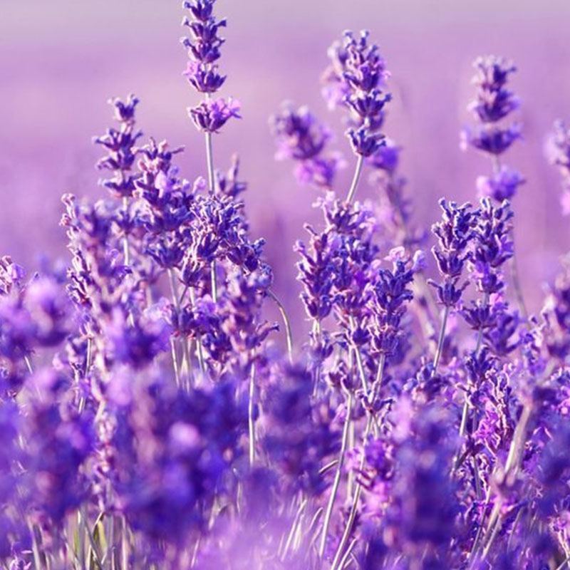 Lavender Herb Seeds - Perennial