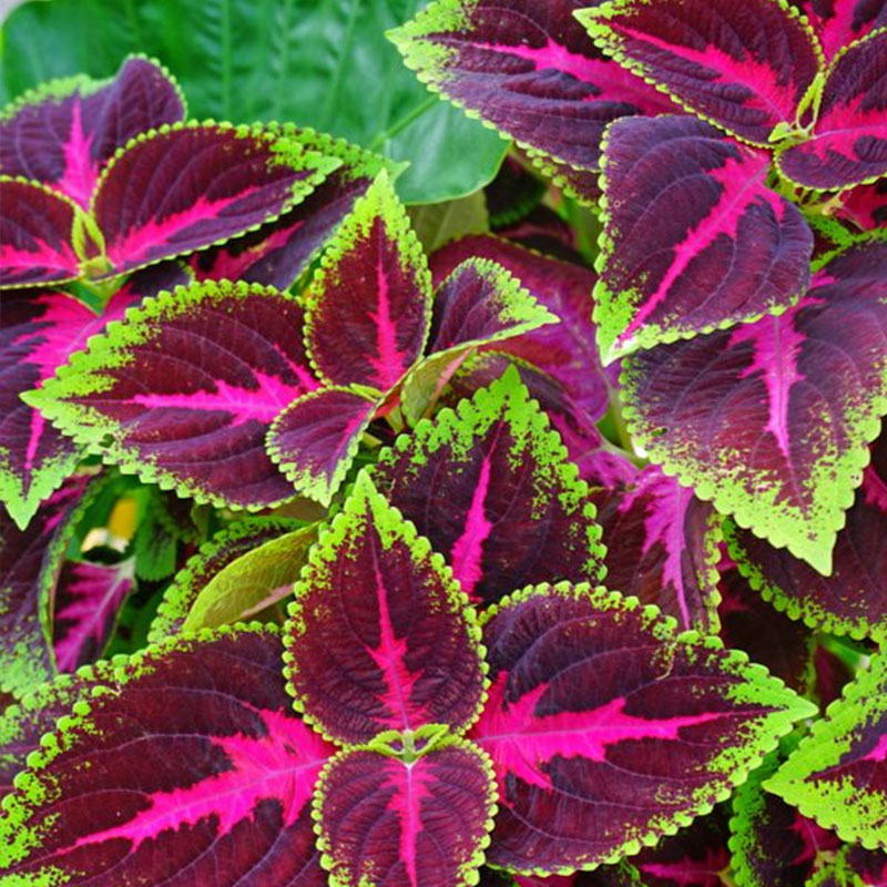 🔥53%OFF Mixed-Color Coleus Bonsai Flower Leaf Plants Seeds 💥Best selling in 2024 