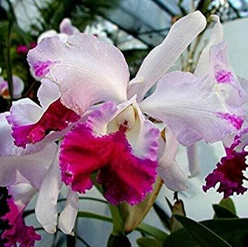 Orchids Cattleya Flower Seeds Rare 9 Kinds Home Plant Perennial Bonsai-chloriseeds