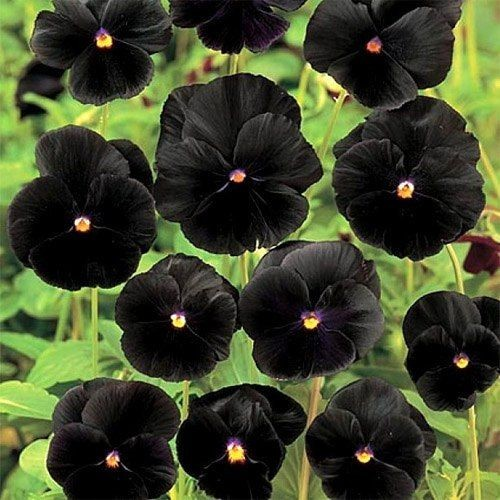 Viola sorbet - Black Delight - Viola cornuta