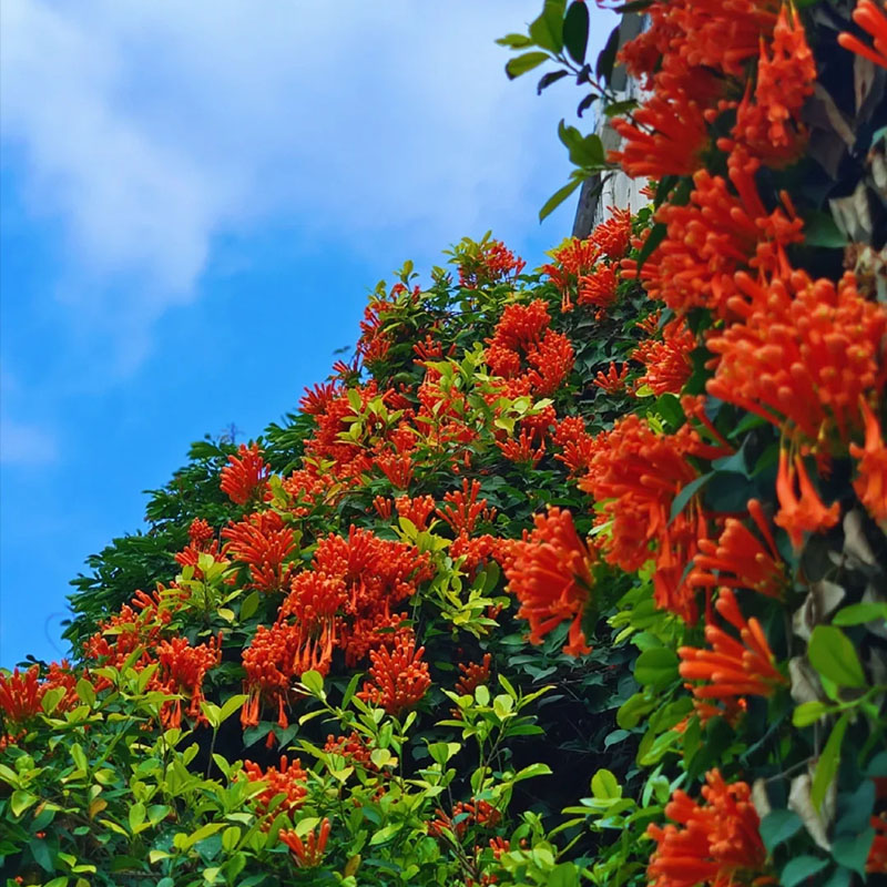 Pyrostegia venusta orange flame vine, beautiful climbing plant