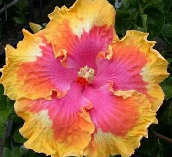 Giant Hibiscus Seeds, Rose Mallow Seeds, Frost-Resistant Flower Seeds